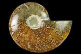 Polished Ammonite (Cleoniceras) Fossil - Madagascar #166667-1